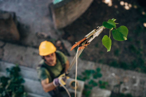 Best Arborist Consultation Services  in Clayton, CA